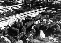 Union Stock Yards, Chicago, photographed by Underwood and Underwood, 1903. (Library of Congress Prints and Photograhs Division) Union Stock Yards, Chicago, 1903. (LC-USZ62-51793)