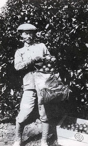Ahn Chang Ho picking oranges in Riverside, California, ca. 1910. Photograph published by UC Riverside News, courtesy of the Korean American digital archive at USC.