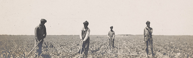 South Asian farm laborers tending a field, San Joaquin Valley Island, California, 1909 (Courtesy of UC Berkeley, Bancroft Library)