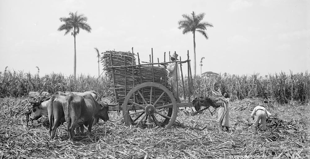 Gathering cane on a Cuban sugar plantation, Detroit Publishing Co., ca. 1900−1906 (Library of Congress)
