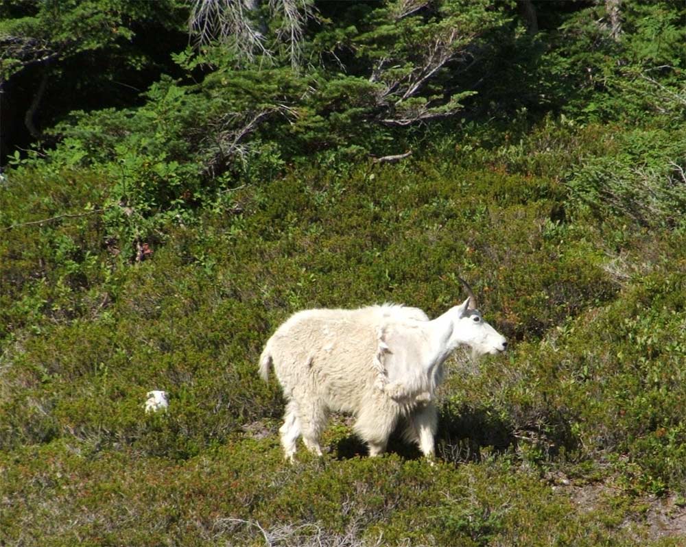 Mountain goats at Cascade Pass shed patches of winter wool, which was traditionally gathered by Salish weavers to make blankets (Photo courtesy of Robert R. Mierendorf, August 2005)