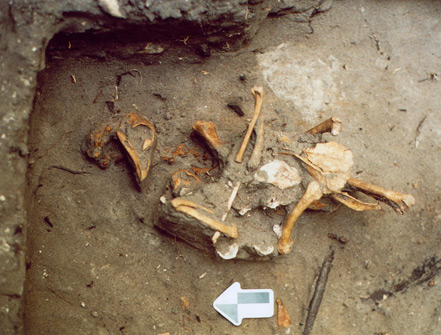View of the chicken (skeleton), found buried in the floor of Cabin W-15 during the 2006 field season. Designated as Feature 4, it is believed to represent an animal sacrifice made to dedicate the structure during its initial construction in 1814. (Courtesy of James M. Davidson)