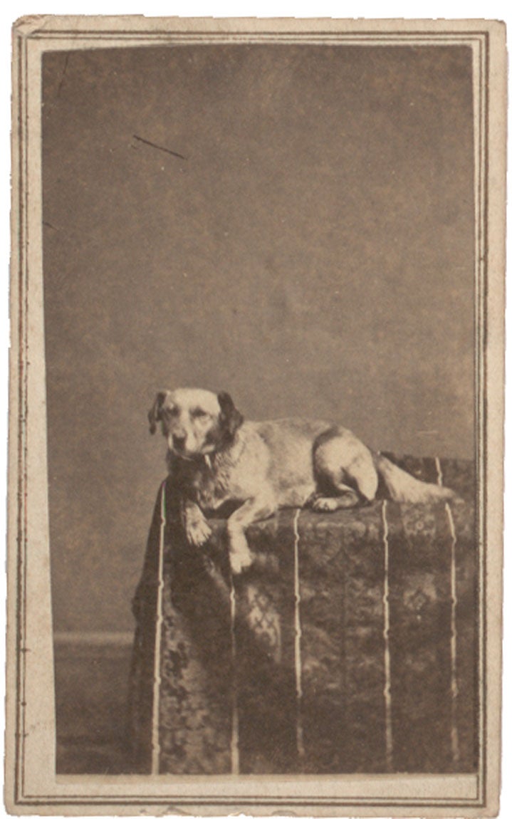 The Lincolns’ dog Fido, 1865 (Gilder Lehrman Collection)