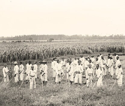 Approximately thirty-five Black boys and young men standing in a field, wearing striped prison jumpsuits and caps, with shackles linked to belts around their waists, and holding hoes.