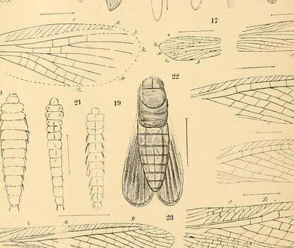 Drawing of various sections of the cicada.