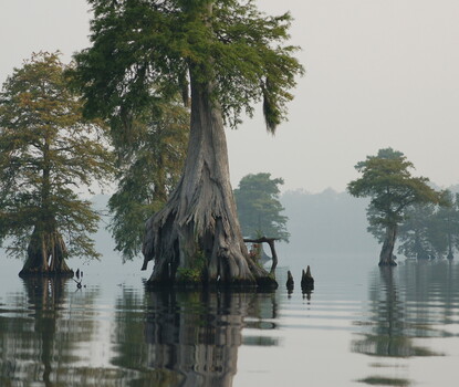 A color photograph of large cypress trees emerging out of water, with more trees in the background fading into fog.