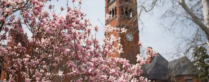 Pink and white flowers of a magnolia tree in front of the tower of Glatfelter Hall on Gettysburg College's campus. 