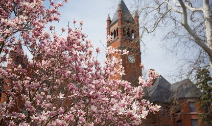 Pink and white flowers of a magnolia tree in front of the tower of Glatfelter Hall on Gettysburg College's campus. 