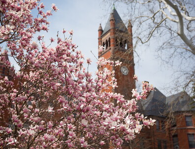 Pink and white flowers of a magnolia tree in front of the tower of Glatfelter Hall on Gettysburg College's campus. 