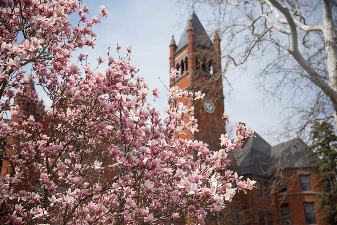 Pink and white flowers of a magnolia tree in front of the tower of Glatfelter Hall on Gettysburg College's campus. 