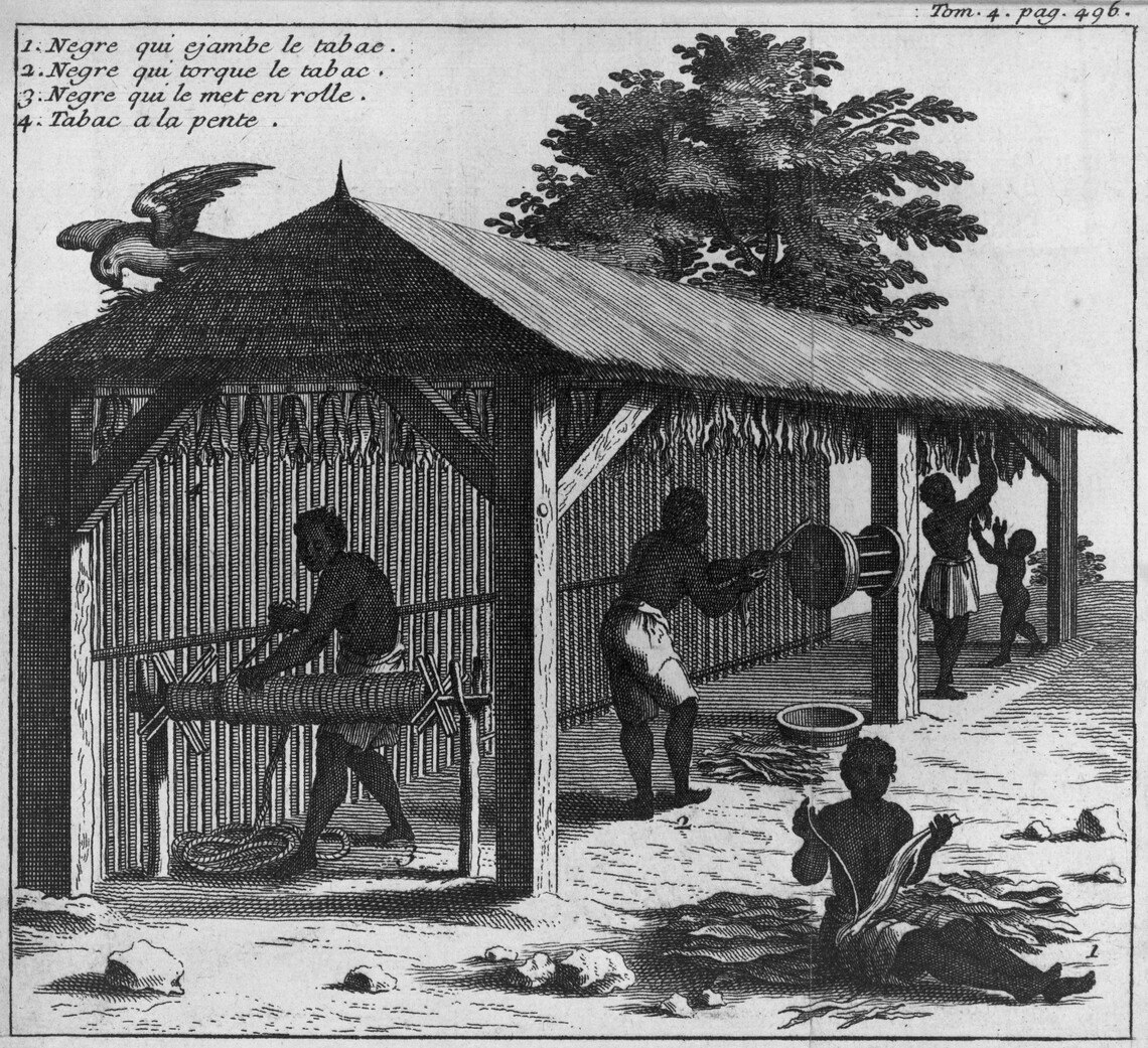 Four people working with harvested tobacco in shed